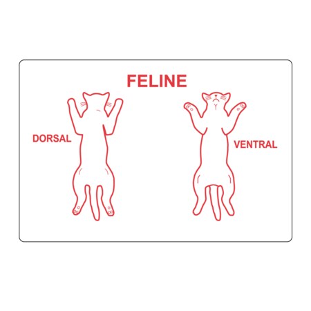 Feline Dorsal Ventral Label 2 X 3 White W/Red